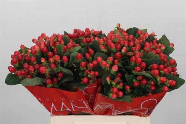 Vollsortiment - Hypericum, Johanneskraut, rot